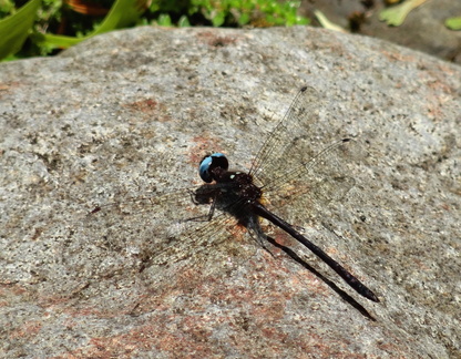 	Macrothemis celeno	