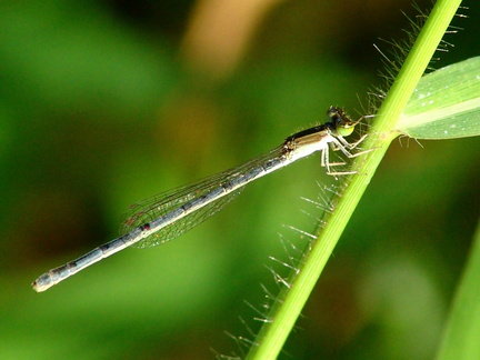 	Ischnura hastata	