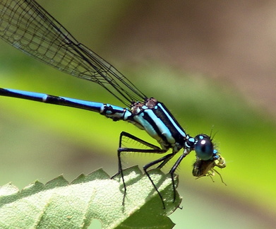 	Argia concinna	