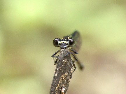 	Argia concinna femelle	