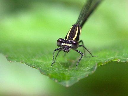 	Argia concinna femelle	