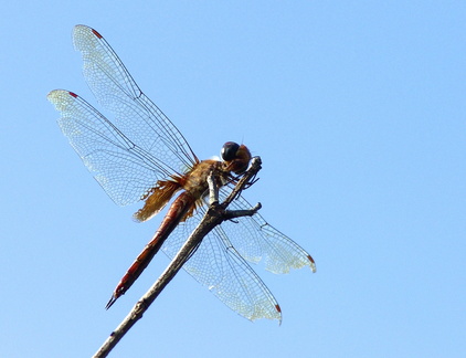 	Tramea abdominalis	