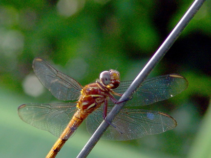 	Orthemis macrostigma femelle	