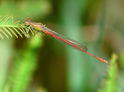 	Telebasis corallina	