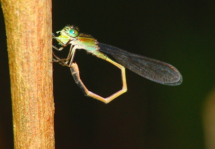 	Ischnura hastata	