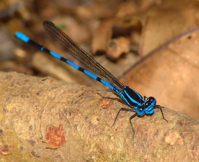 	Argia concinna	