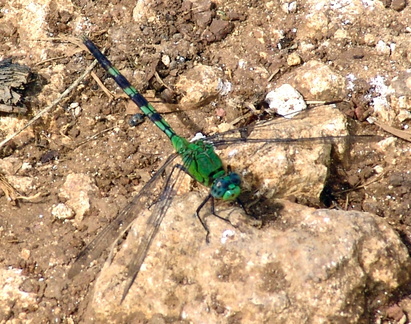 	Erythemis vesiculosa	