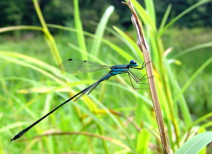 	Lestes tenuatus mâle	