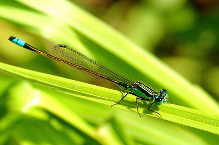 	Ischnura ramburii mâle	