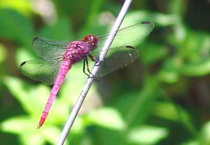 	Orthemis macrostigma mâle	