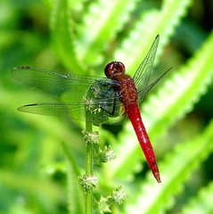 	Brachymesia furcata mâle	