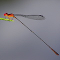 	Protoneura romanae	