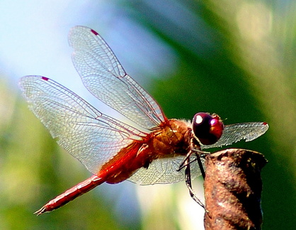 	Tramea abdominalis mâle	