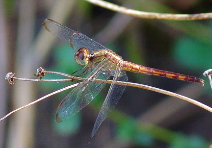 	Erythrodiplax umbrata	