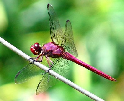 	Orthemis macrostigma mâle	