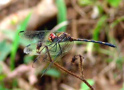 	Dythemis sterilis mâle	