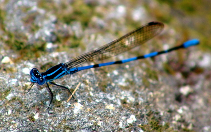 	Argia concinna mâle	