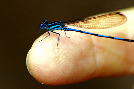 	Argia concinna mâle	