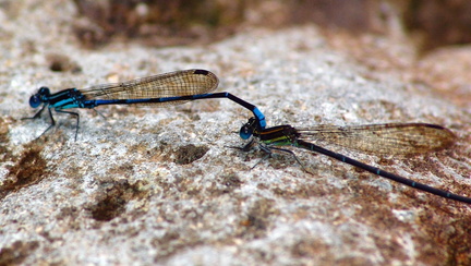 	Argia concinna	