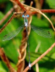 	Lestes forficula mâle	