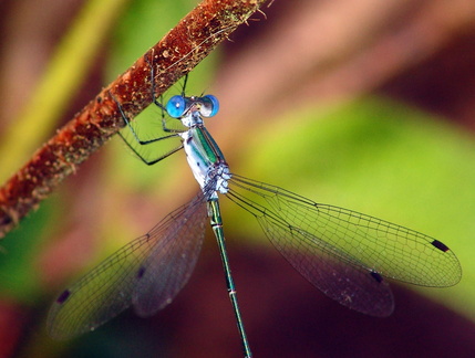 	Lestes sp.	