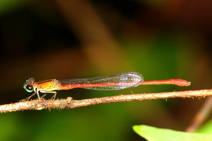 	Telebasis corallina mâle	