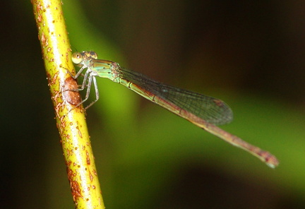 	Telebasis corallina femelle	