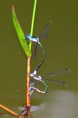 	Lestes forficula	