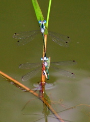 	Lestes forficula	