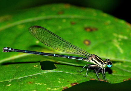 	Argia concinna femelle	