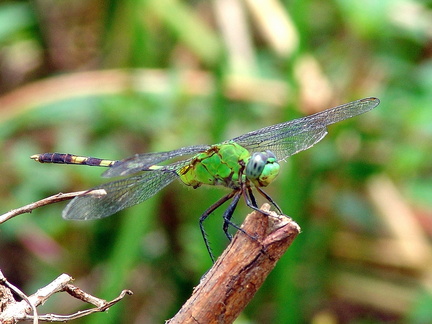 	Erythemis vesiculosa mâle	