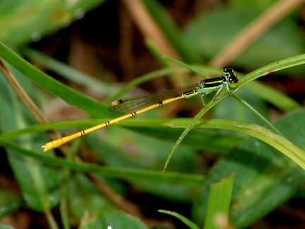 	Ischnura hastata mâle	