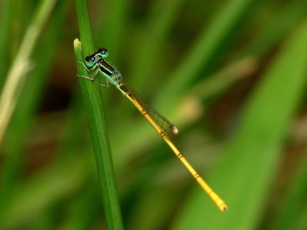 	Ischnura hastata mâle