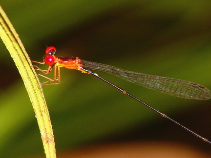 	Protoneura romanae	