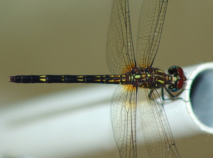 	Dythemis sterilis femelle