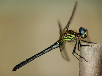 	Dythemis sterilis femelle	