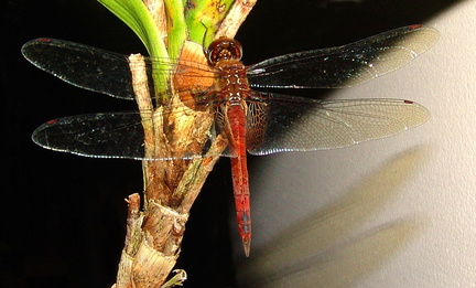 	Tramea abdominalis	