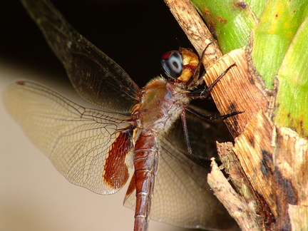 	Tramea abdominalis	