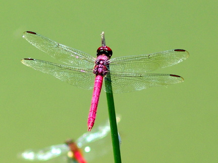 	Orthemis macrostigma mâle	