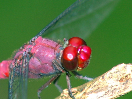 	Orthemis macrostigma	