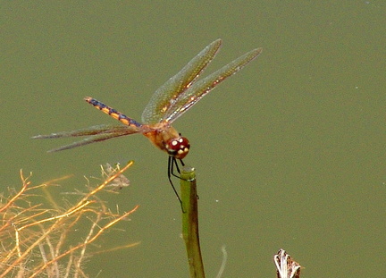 	Brachymesia herbida	