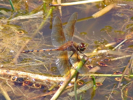 	Brachymesia herbida	