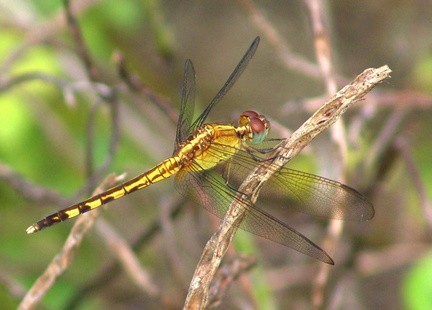 	Erythrodiplax umbrata	