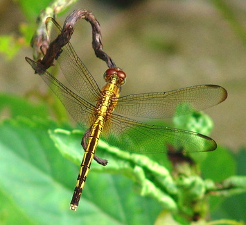 	Erythrodiplax umbrata	