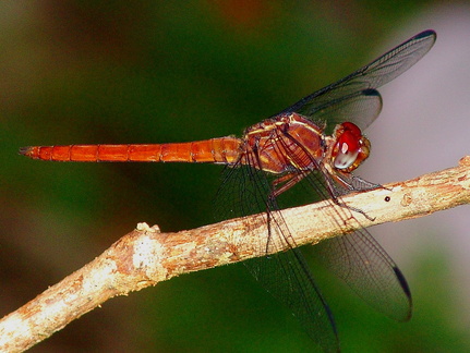 	Orthemis macrostigma mâle	