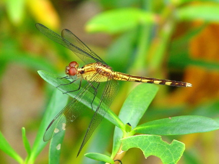 	Erythrodiplax umbrata	