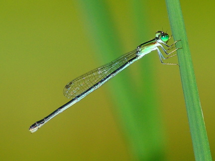 	Ischnura hastata	