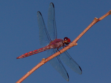 	Orthemis macrostigma mâle	