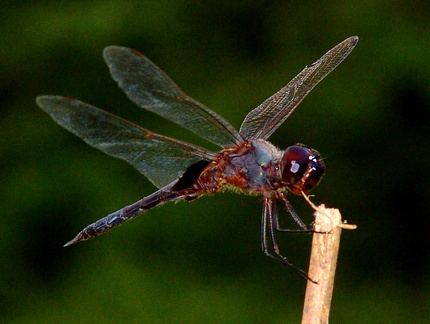 	Tramea binotata mâle	