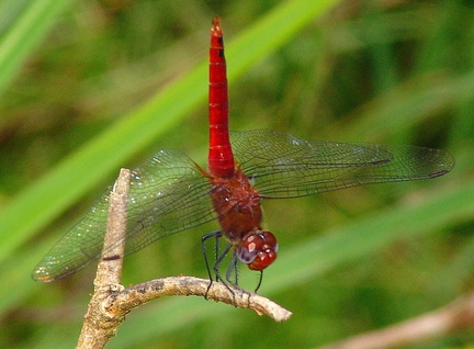 	Brachymesia furcata mâle	